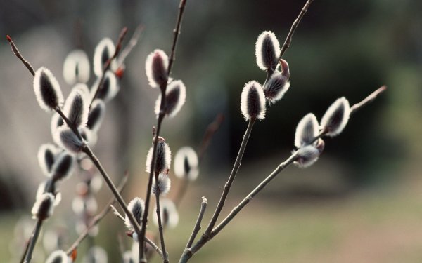 Веточка вербы