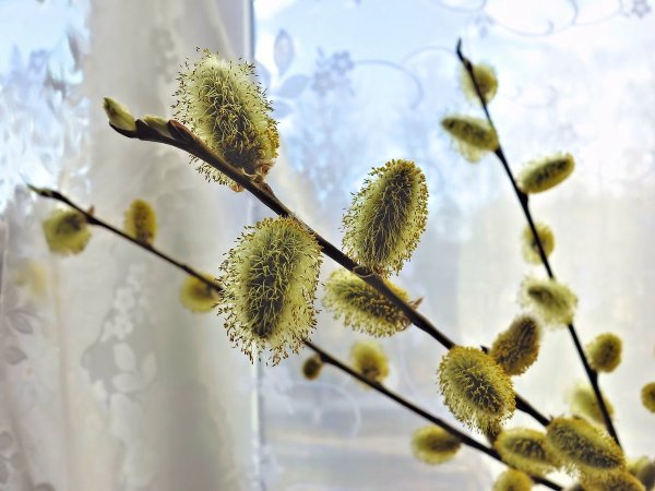 Красивая ветка вербы