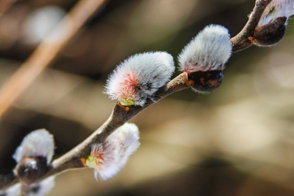 Почки вербы