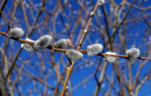 Верба гостра дерево