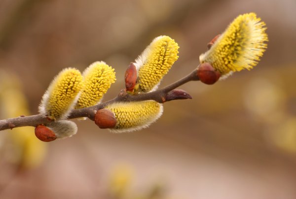 Ива тонкостолбиковая гора АСО