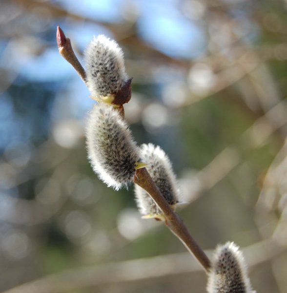 Верба тальник