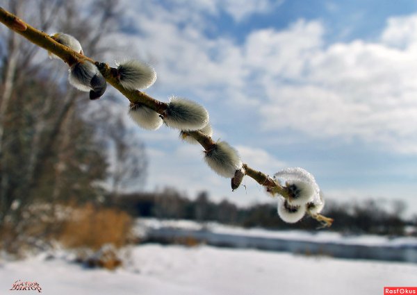 Красивая Верба