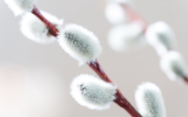 Верба Макросъемка