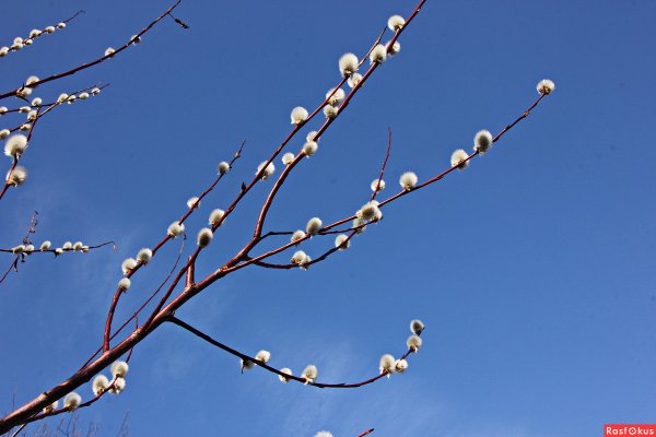 Ветви вербы