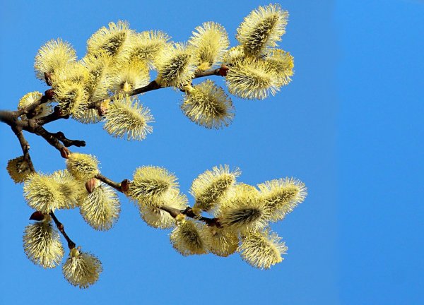Ива на Вербное воскресенье