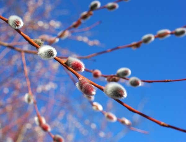 Ветки вербы на фоне неба