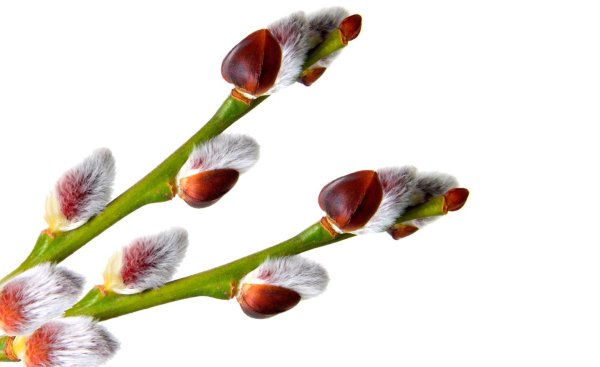 Веточка вербы