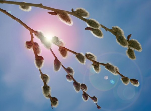 Весна солнце Верба