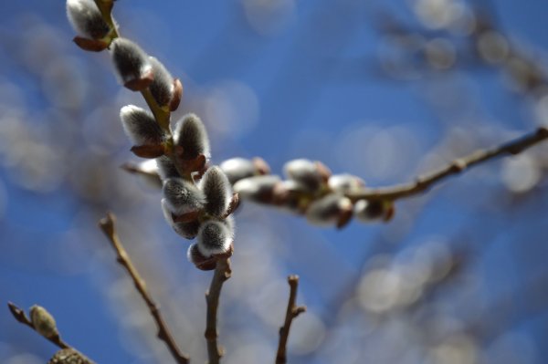 Верба дерево Пасха