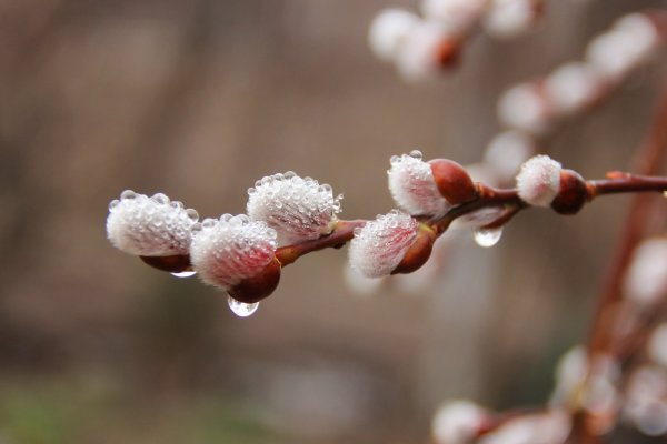 Почки вербы