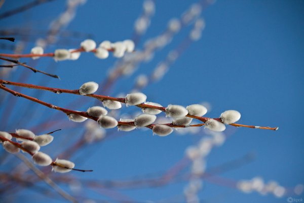 Весенний Солнцеворот, Вербоносица