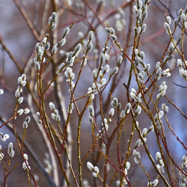 Ива остролистная Верба