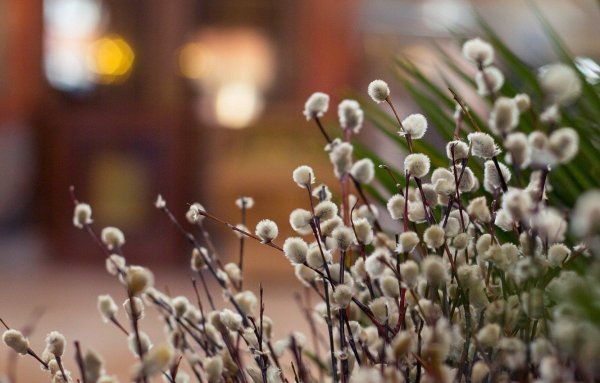 Вербочки на Вербное воскресенье