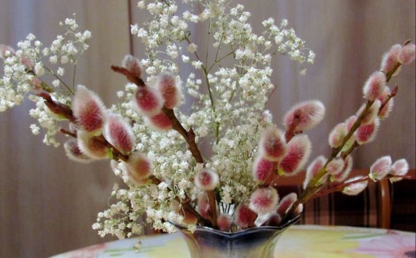 Ива краснотал