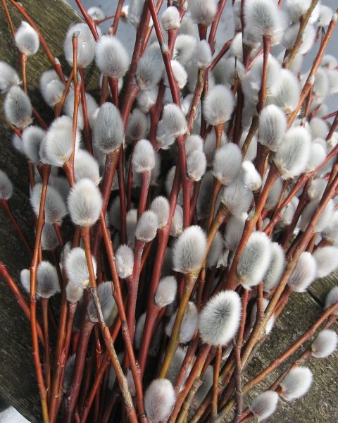 Верба краснотал дерево