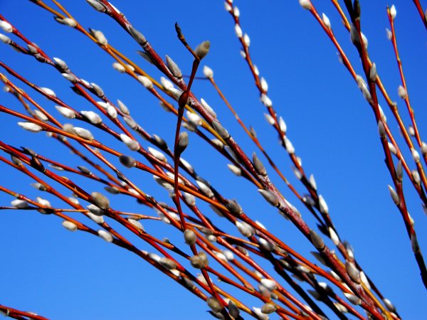 Верба Пинтерест