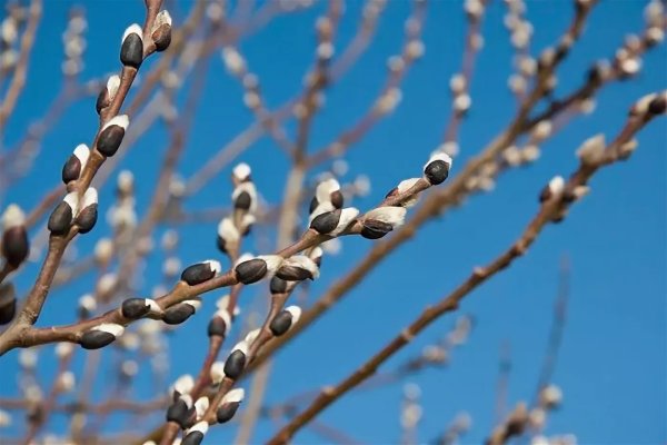 Весна Верба