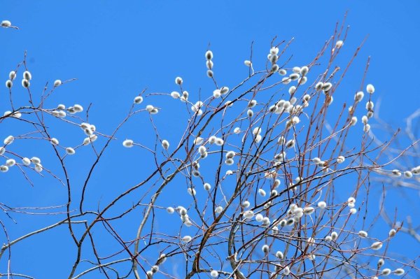 Веточка вербы для детей