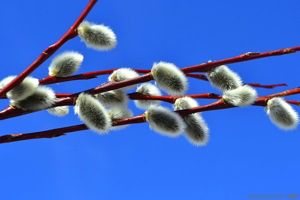 Красота вербы