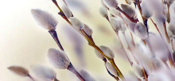 Верба растение