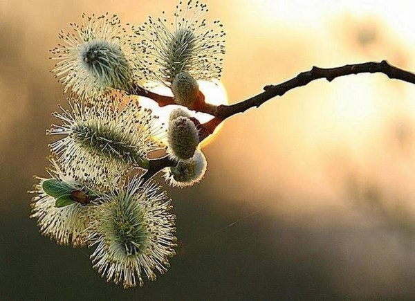 Барашки на Вербах