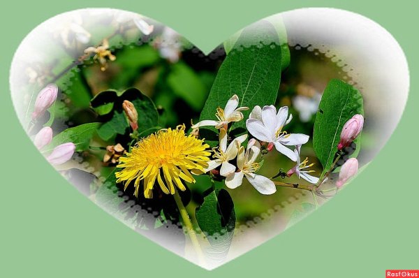 Весна цветы сердце