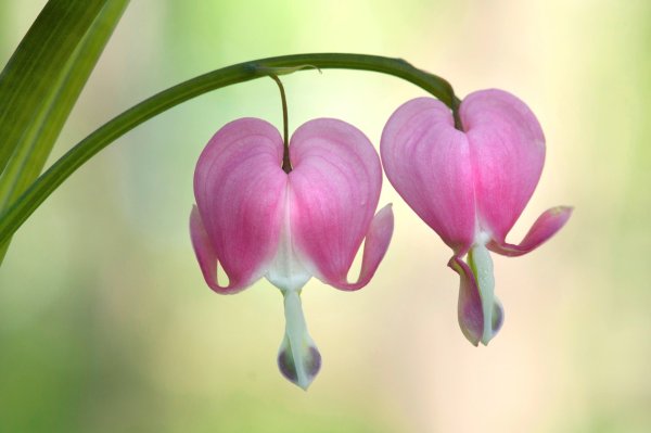 «Дицентра великолепная» или «кровоточащее сердце»