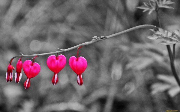 Деревья весной