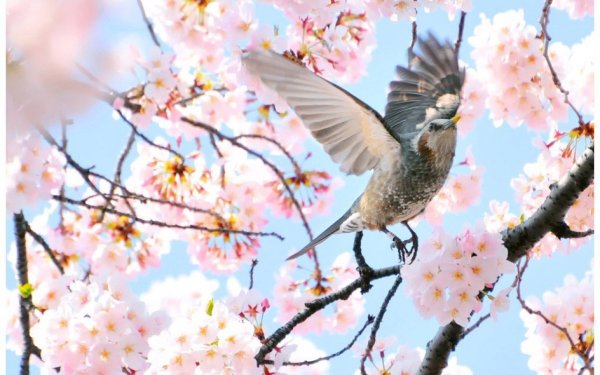 Белой акации гроздья душистые