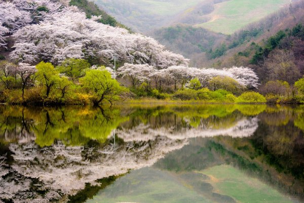 Фотообои цветы в горах