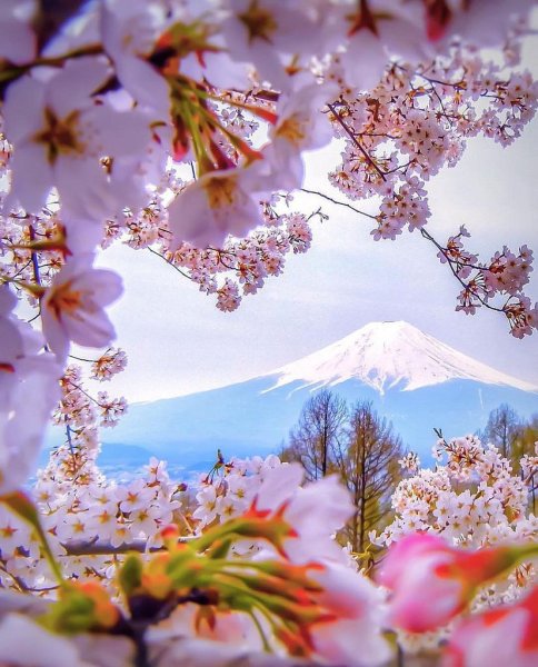 Летняя природа