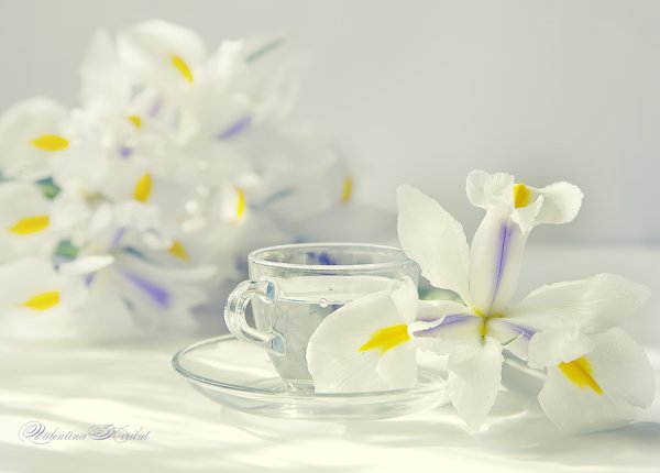 Нежного весеннего утра и хорошего дня