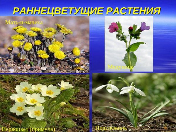 Раннецветущие растения весной