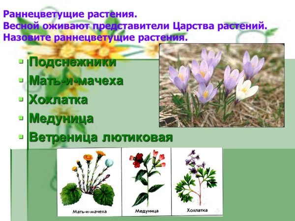 Раннецветущие растения весной 2
