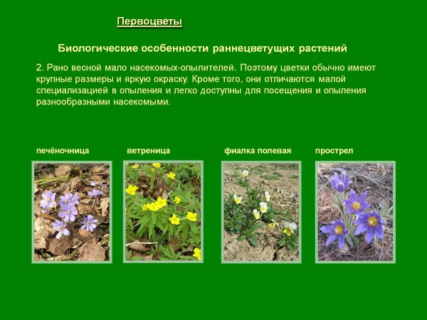 Признаки первоцветов