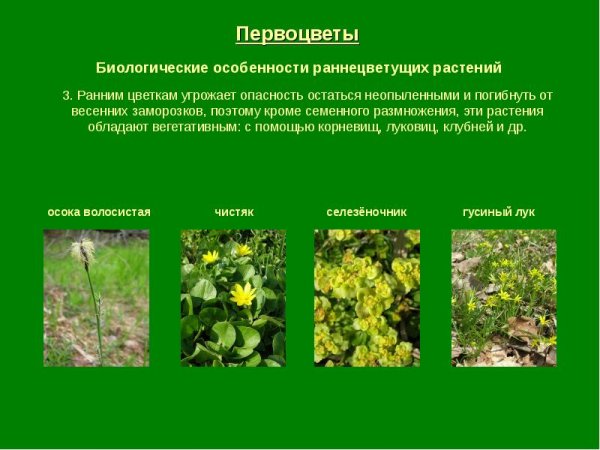 Весенние раннецветущие растения