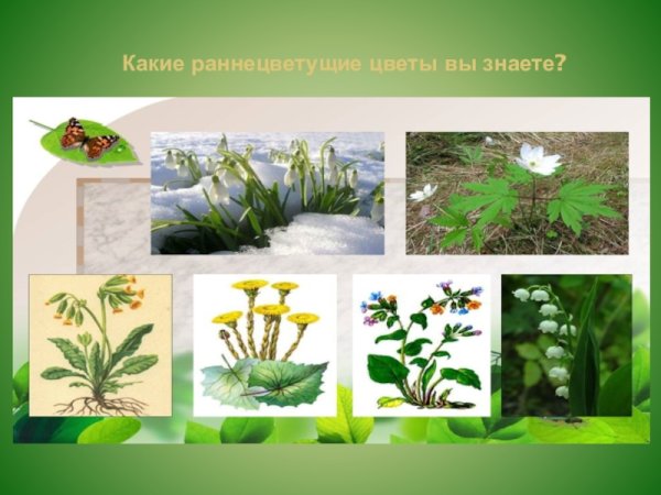 Весенние раннецветущие растения