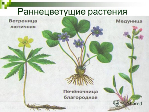 Зацветатают ранне цветущие растения