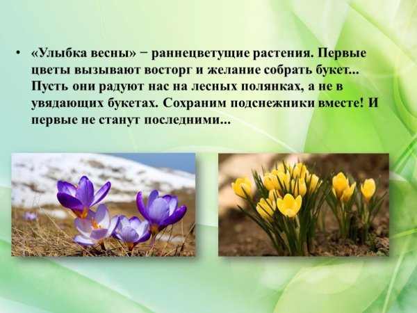 Раннецветущие травянистые растения