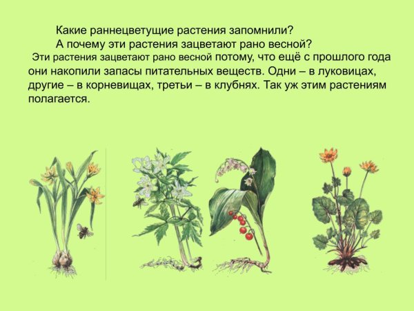 Раннецветущие травянистые растения весной