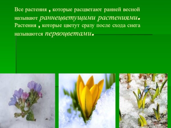 Раннецветущие растения мать и мачеха