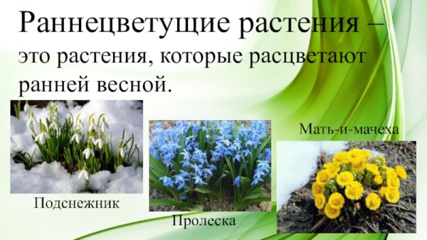 Раннецветущие цветы весной