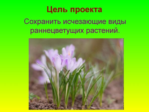 Растения весной для дошкольников