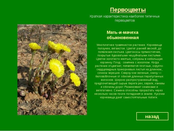 Раннецветущие растения весной