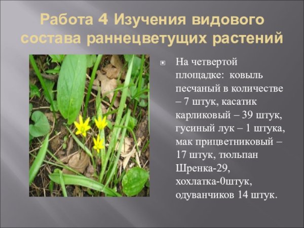 Раннецветущие травянистые растения