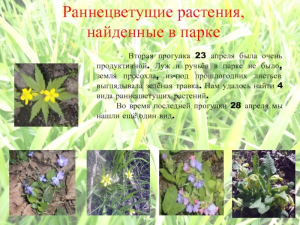 Примула Лесная первоцвет