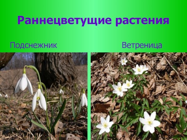 Примула Лесная желтая