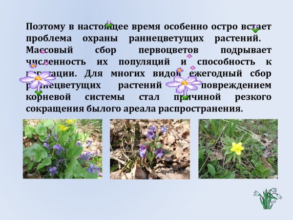 Описание первых весенних цветов