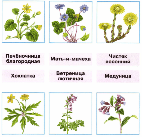 Растение первоцвет весенний лекарственный (примула)